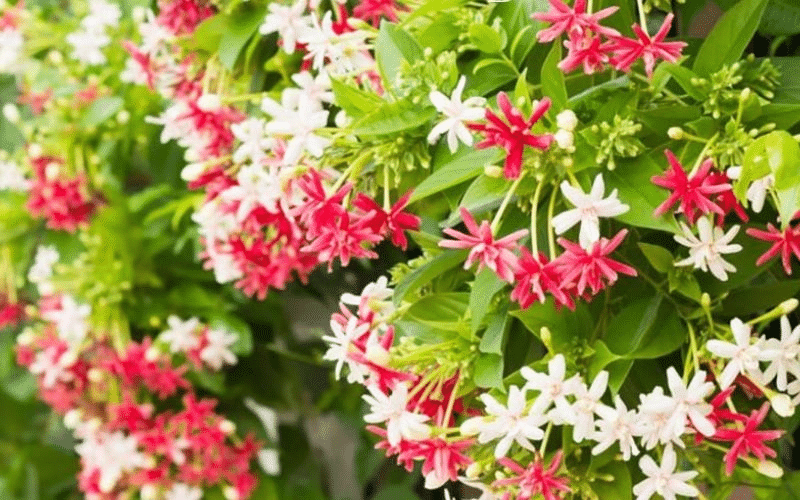 Hoa sử quân tử là giống hoa đẹp mắt