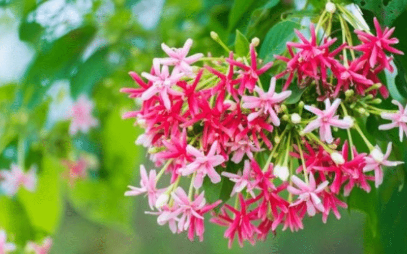 Hoa trang leo rực rỡ bên hiên nhà