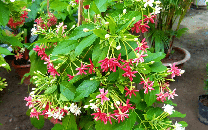 Sử quân tử rực rỡ cả một góc trời