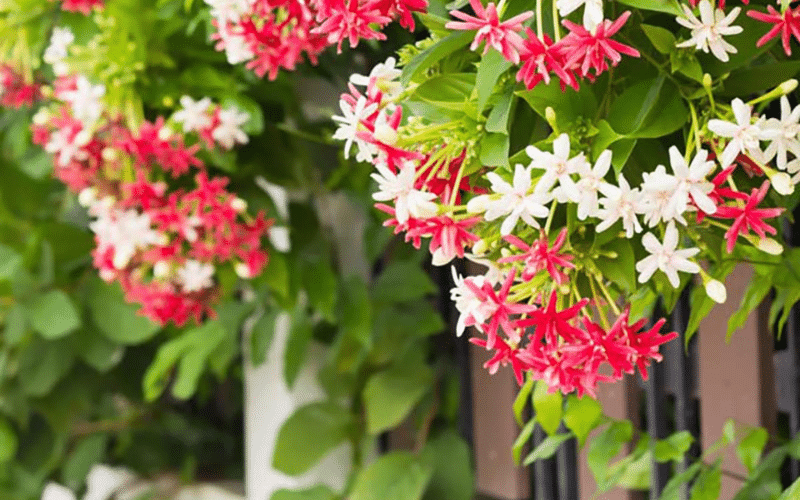 Loài hoa trang leo có nhiều giá trị trong đời sống