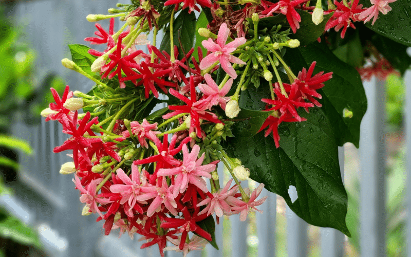 Hoa trang leo được nhiều người yêu thích trồng làm cảnh