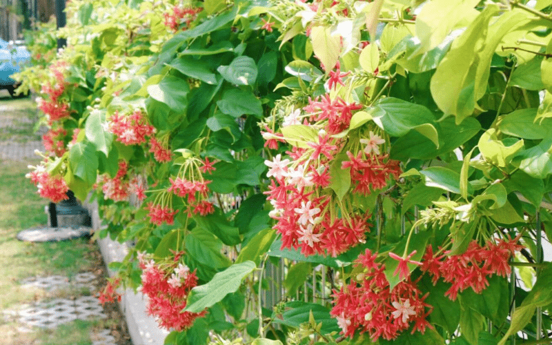 Hoa trang leo với vẻ đẹp quyến rũ