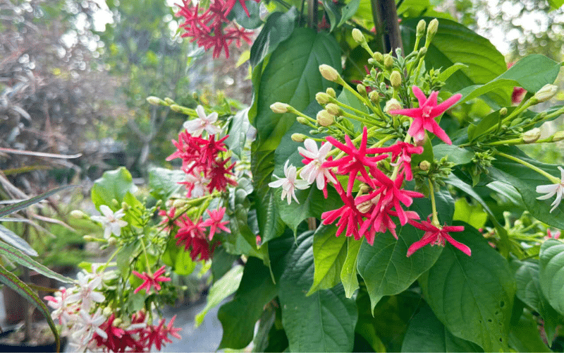 Hương thơm ngọt ngào từ hoa trang leo