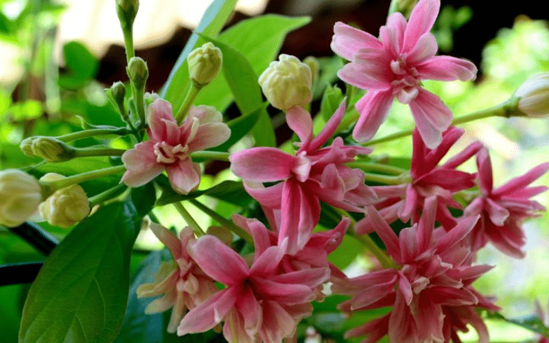 Phân loại giống hoa sử quân tử