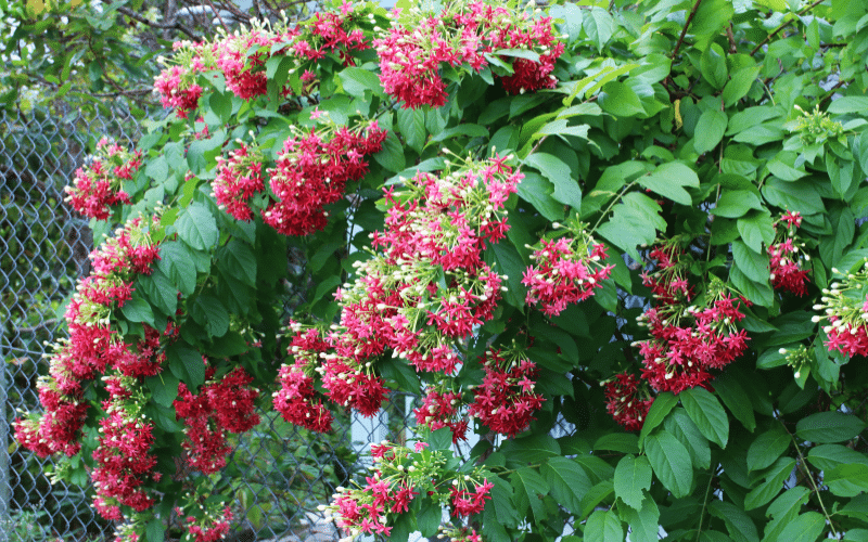 Huyền tích về hoa sử quân tử