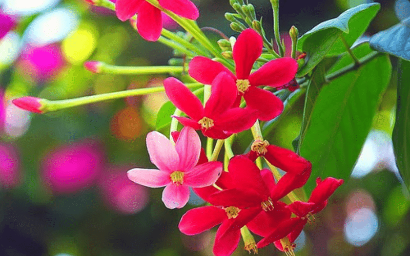 Hoa sử quân tử được ưa chuộng trồng để trang trí