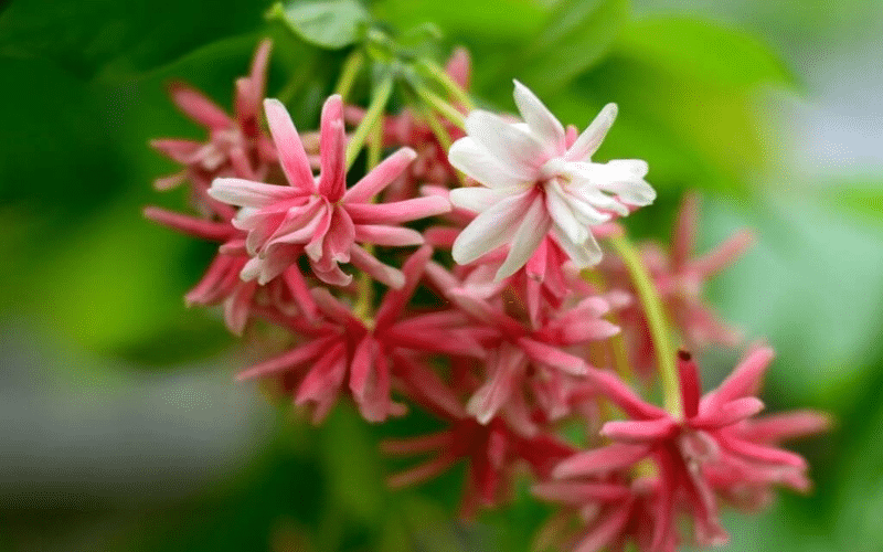 Cách thức trồng hoa sử quân tử rất đơn giản