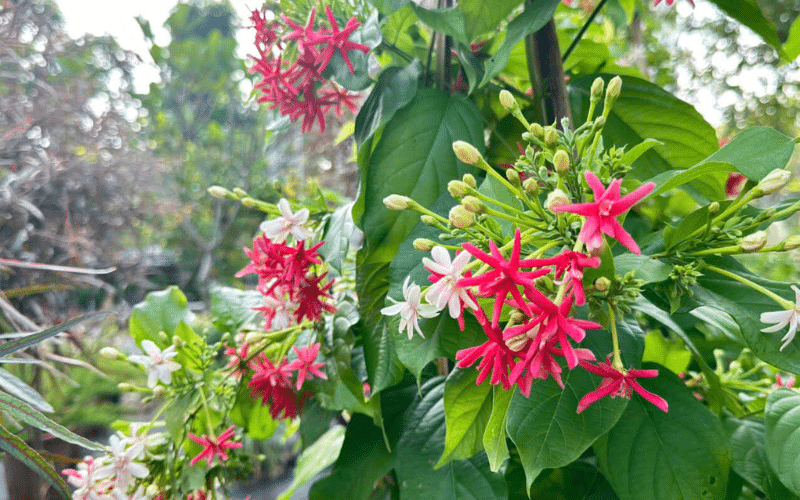 Cách thức trồng hoa sử quân tử trong chậu dễ dàng