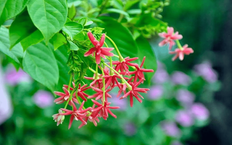 Chú ý lượng phân bón khi trồng hoa sử quân tử